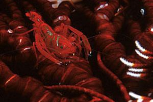 Shrimp in comatule, PNG. Ikelite N90, 105mm macro lens. by Francois Zylberman 